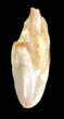 Bevnosovia (Basal Hadrosauroid) Tooth - Uzbekistan #38977-2